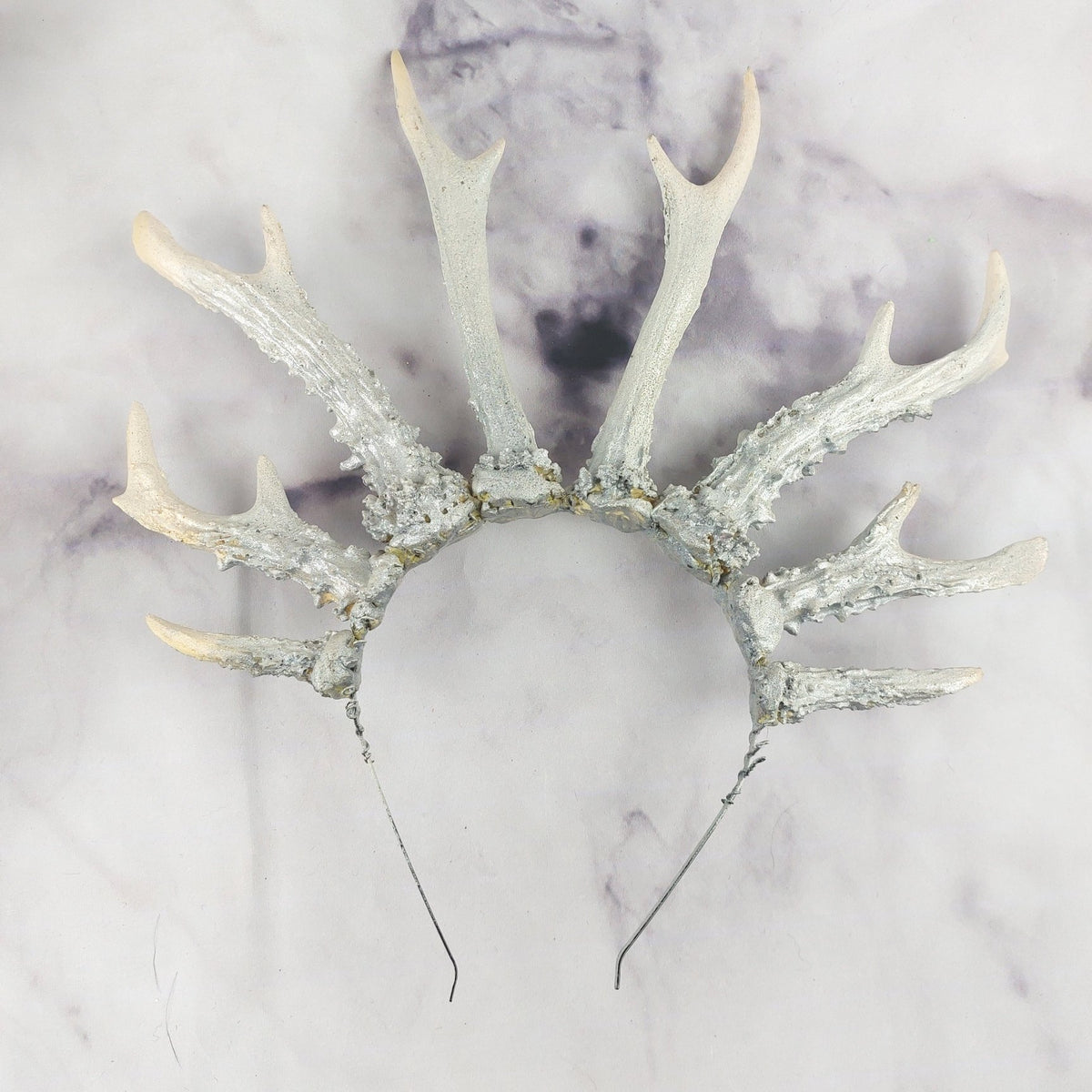 ビカクシダP.Antler Crown spore (YMDS)# ビカクシダP. Willinckii Antler Crown spore - メルカリ